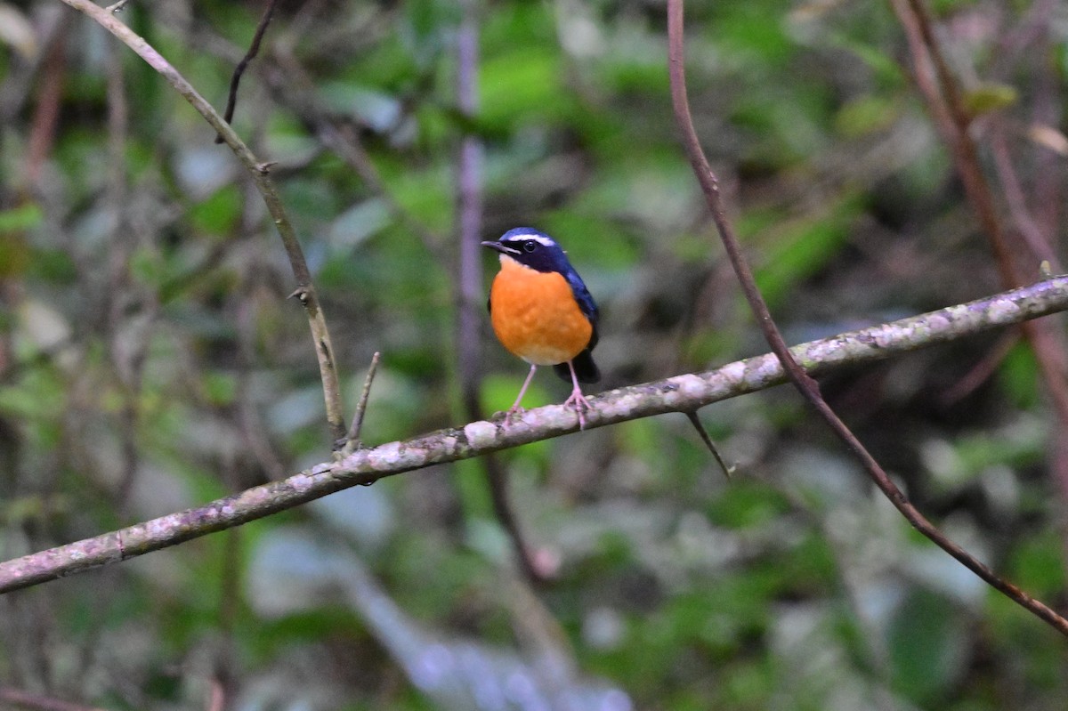 Indian Blue Robin - ML638269543