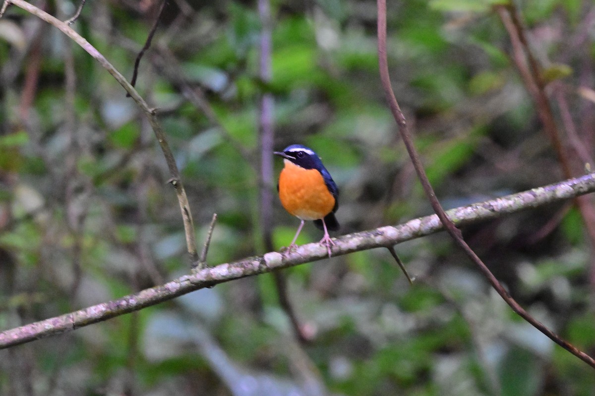 Indian Blue Robin - ML638269544