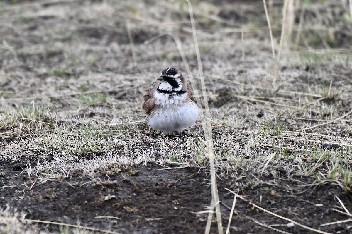 ハマヒバリ（longirostris グループ） - ML638269546