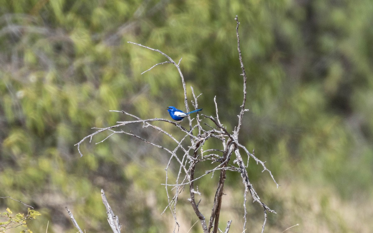 White-winged Fairywren - ML638269547