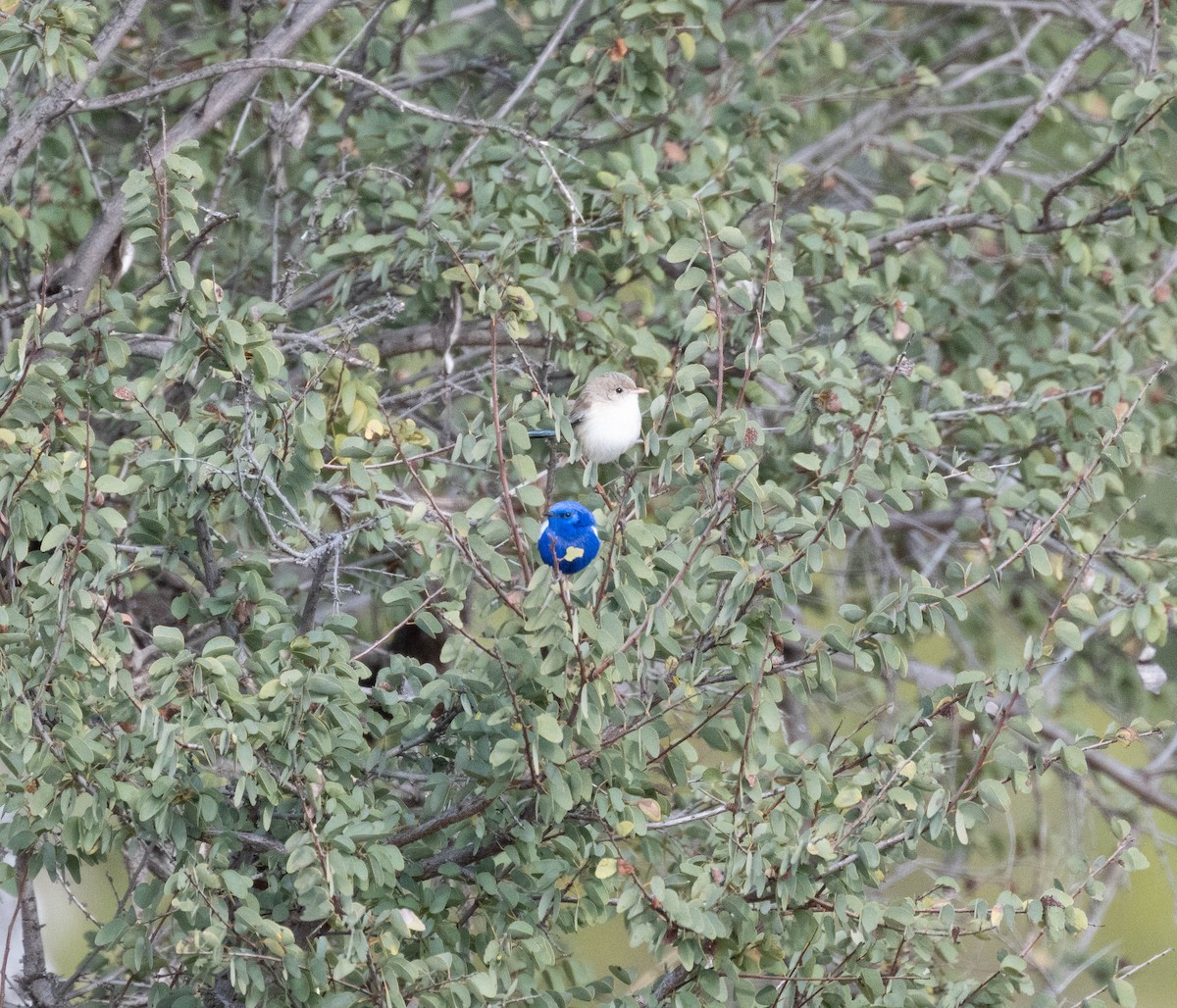White-winged Fairywren - ML638269548
