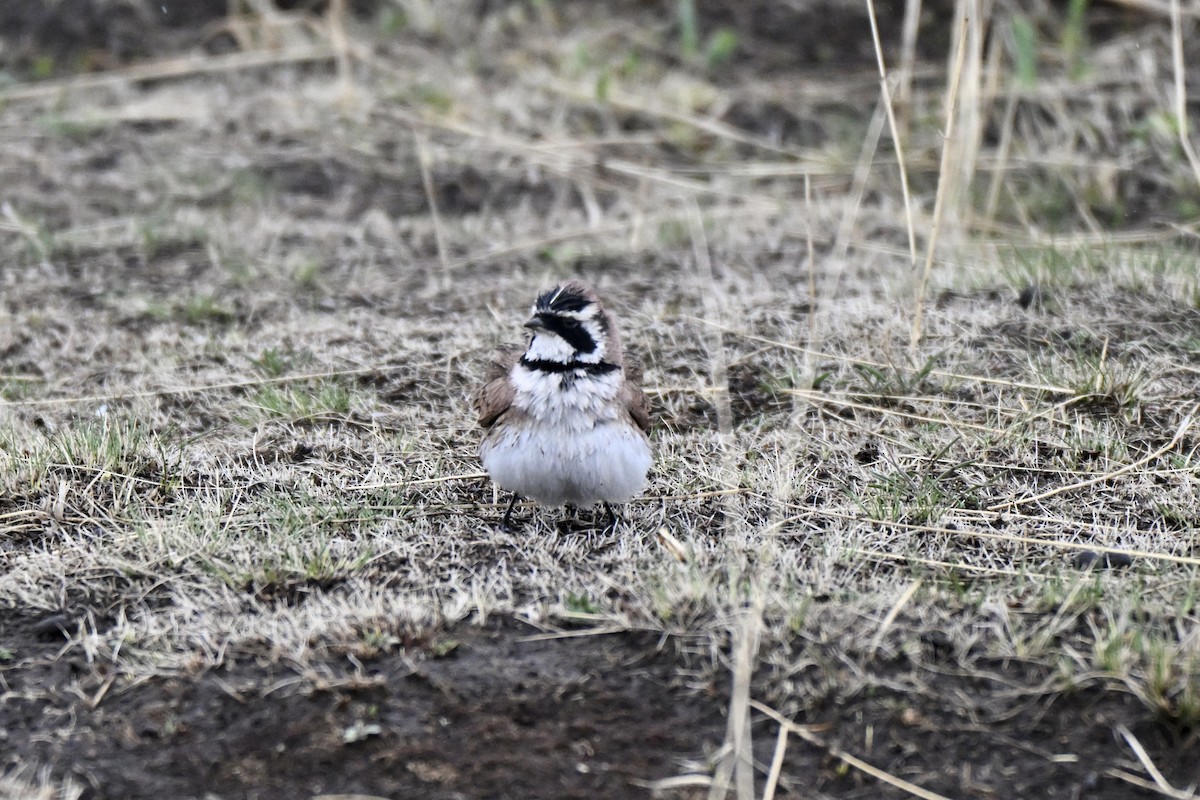 ハマヒバリ（longirostris グループ） - ML638269550
