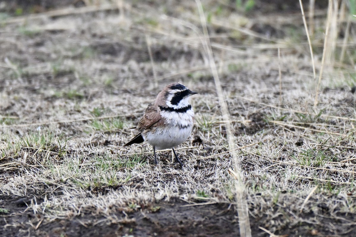ハマヒバリ（longirostris グループ） - ML638269555