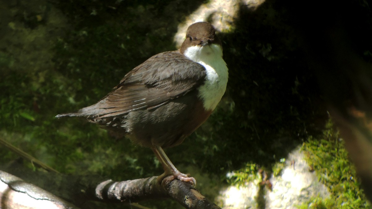 White-throated Dipper - ML638269559