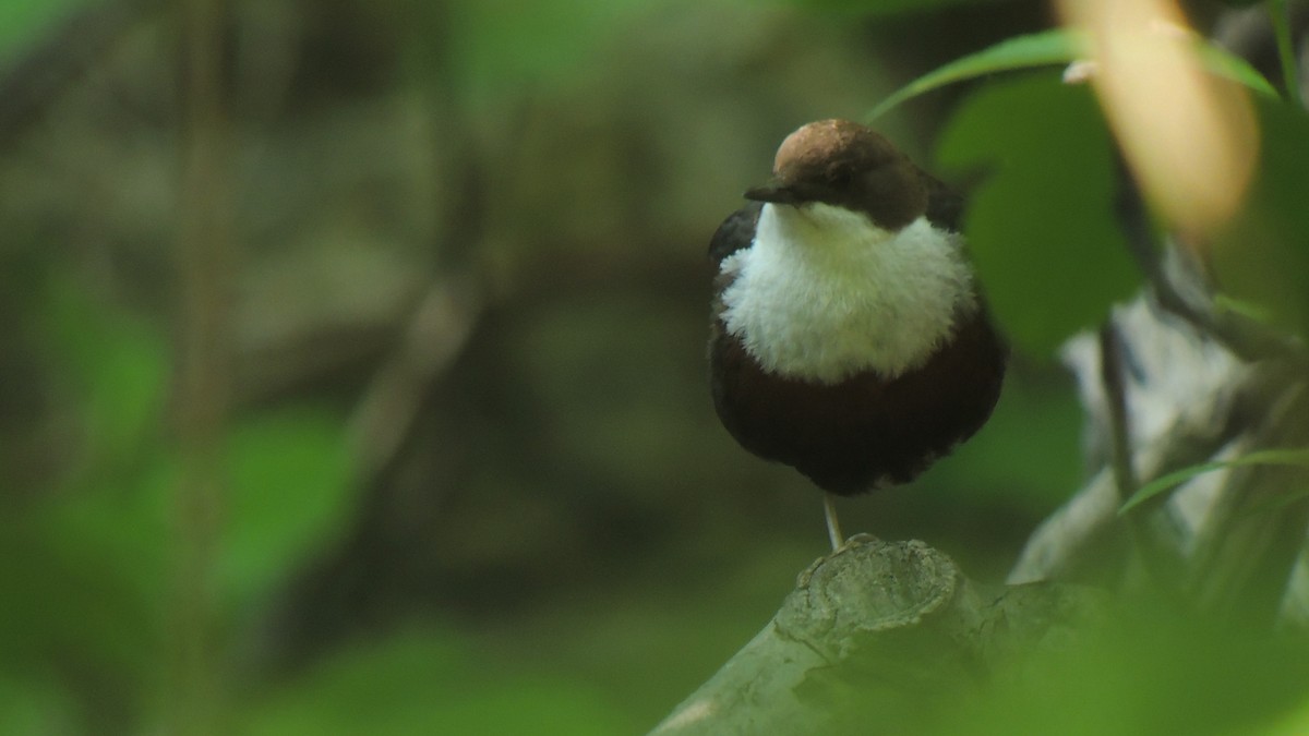 White-throated Dipper - ML638269560