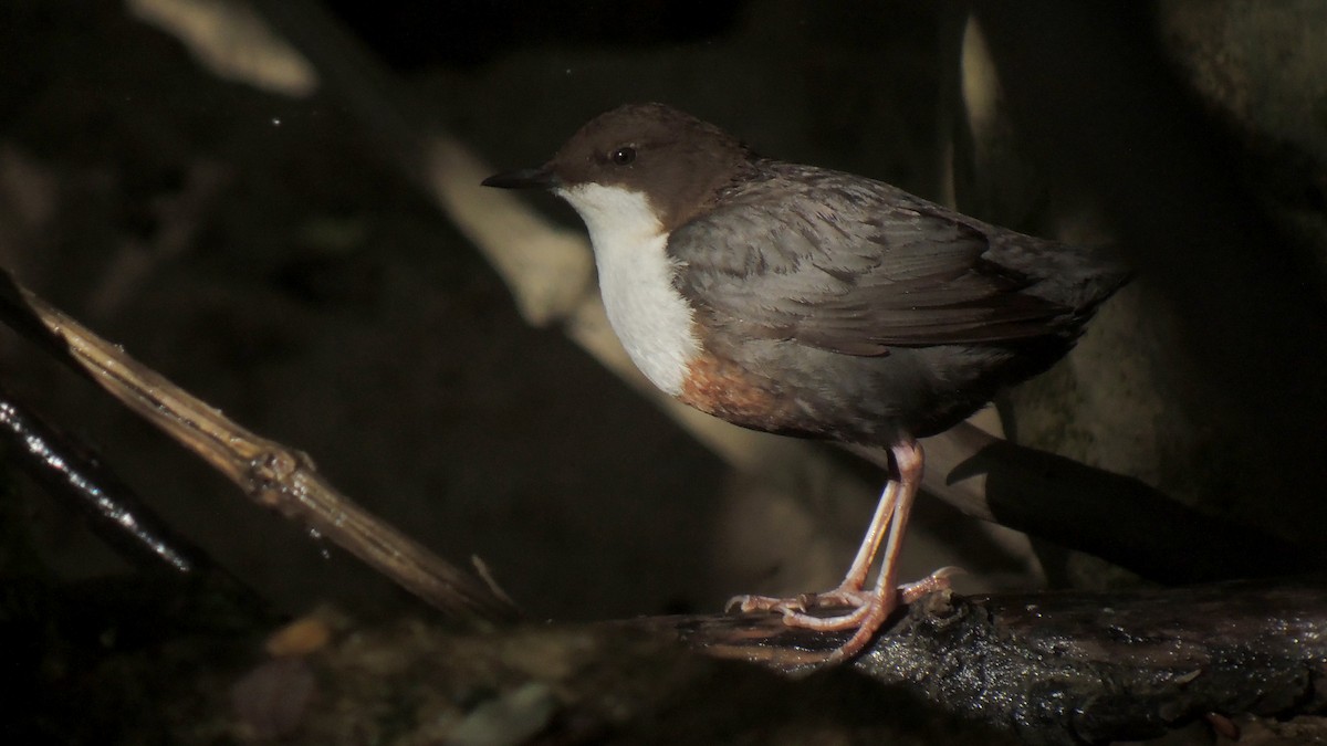 White-throated Dipper - ML638269561