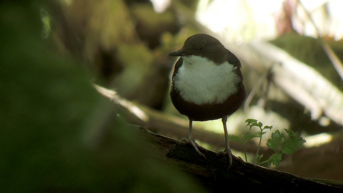White-throated Dipper - ML638269562