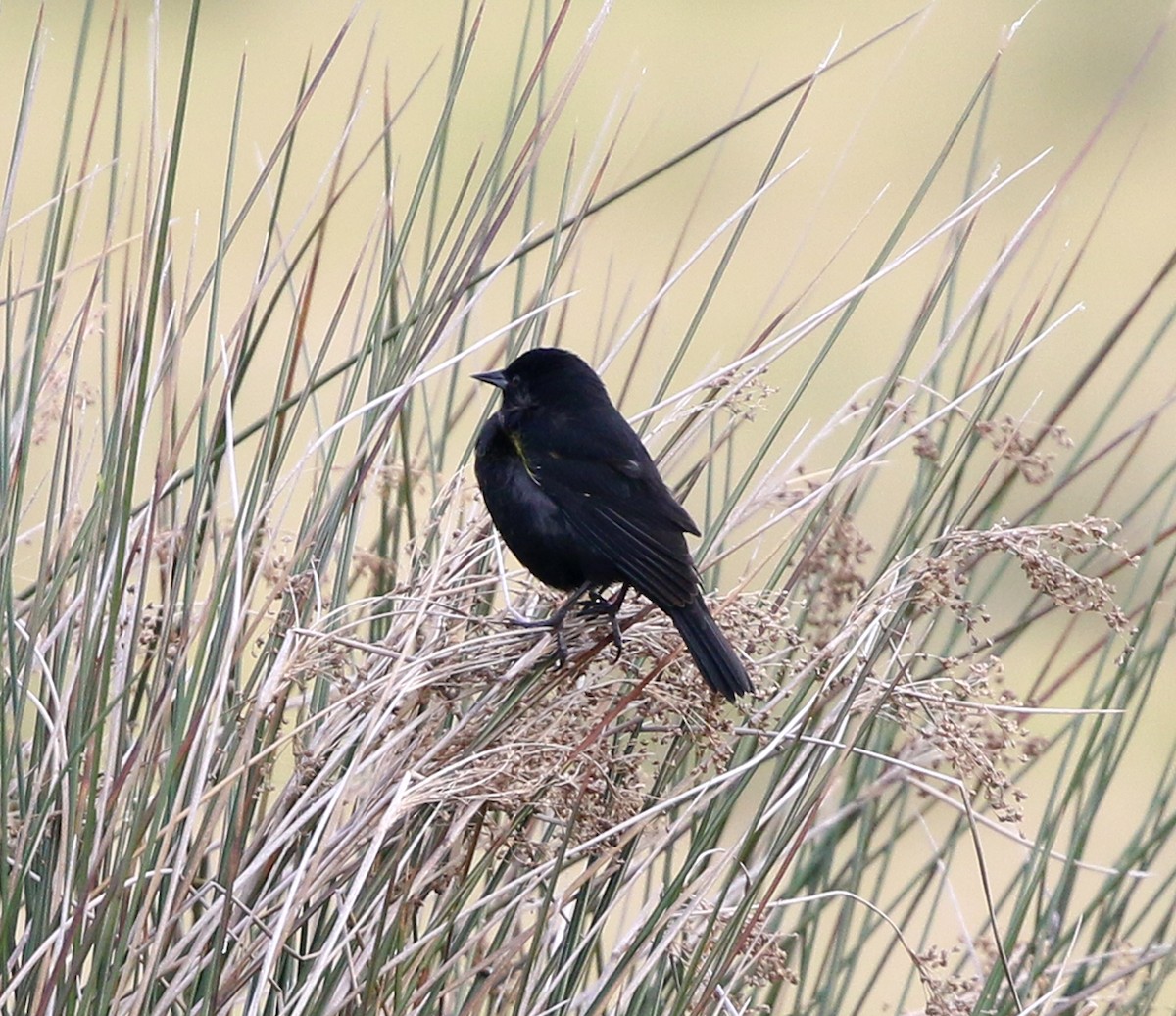 Yellow-winged Blackbird - ML638269566
