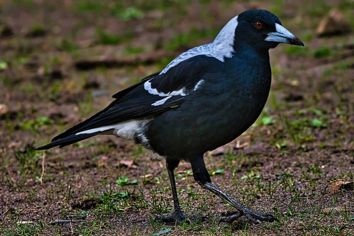 Australian Magpie (White-backed) - ML638269570
