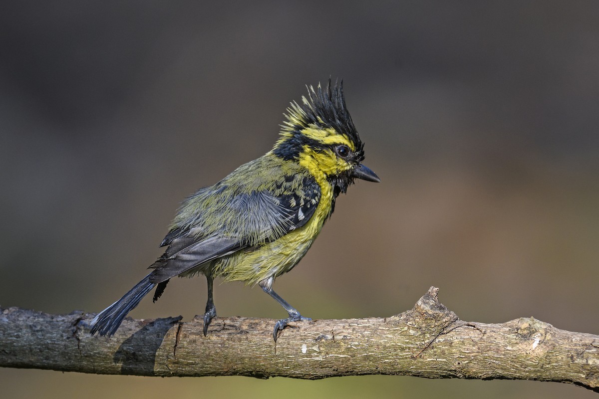 Himalayan Black-lored Tit - ML638269571