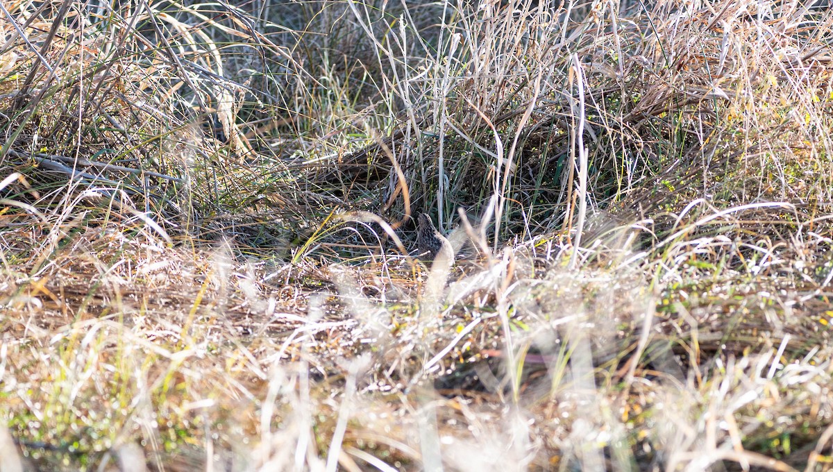 Brown Quail - ML638269580
