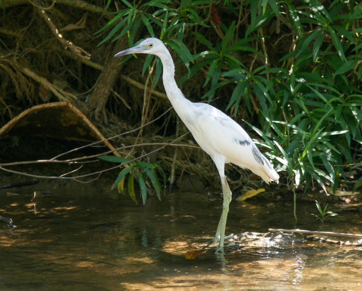 Little Blue Heron - ML638269583