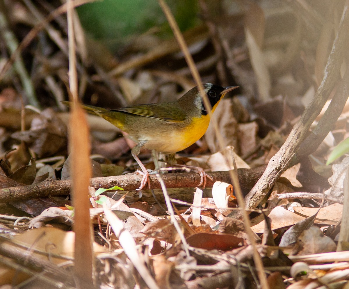 Common Yellowthroat (trichas Group) - ML638269585