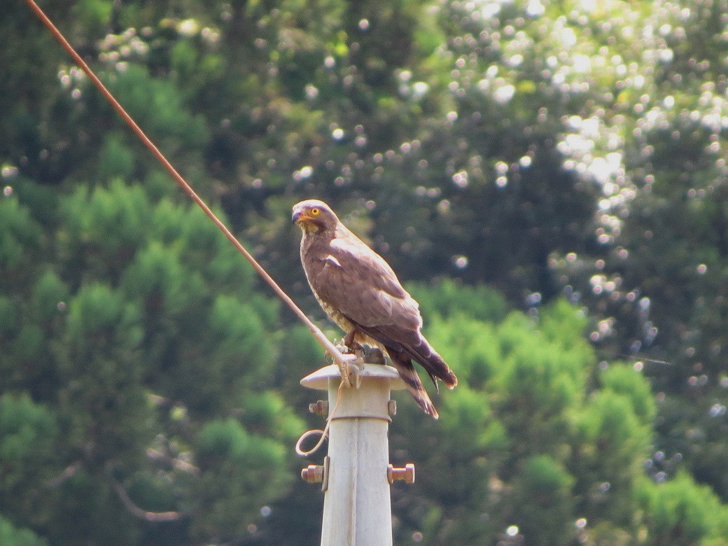 Gray-faced Buzzard - ML638269622