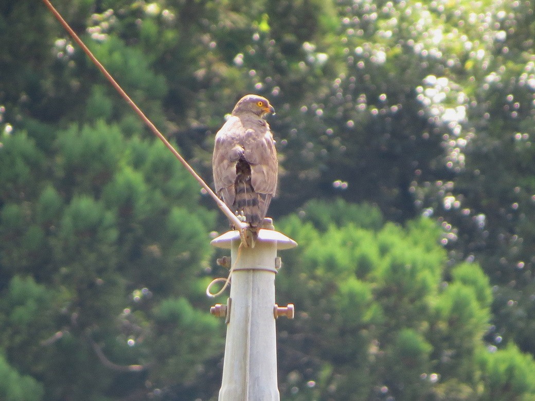 Gray-faced Buzzard - ML638269623