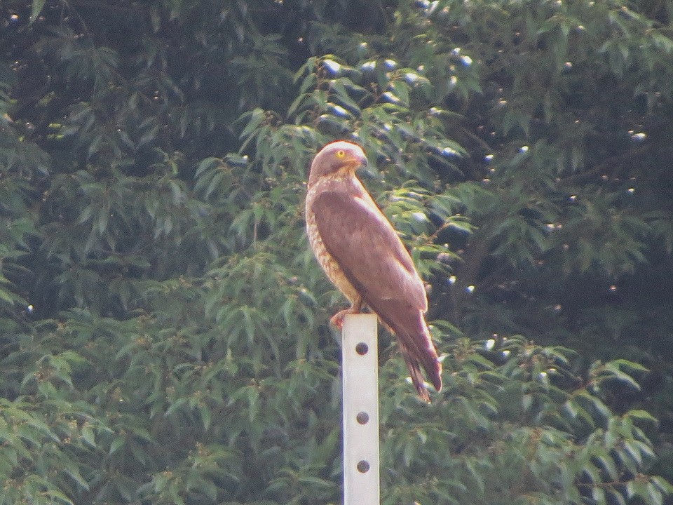 Gray-faced Buzzard - ML638269625