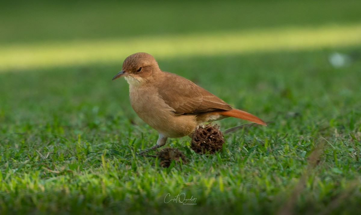 Rufous Hornero - ML638269631