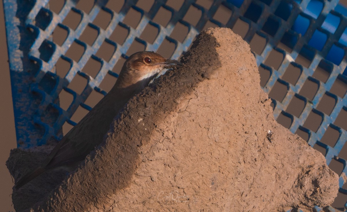 Rufous Hornero - ML638269645
