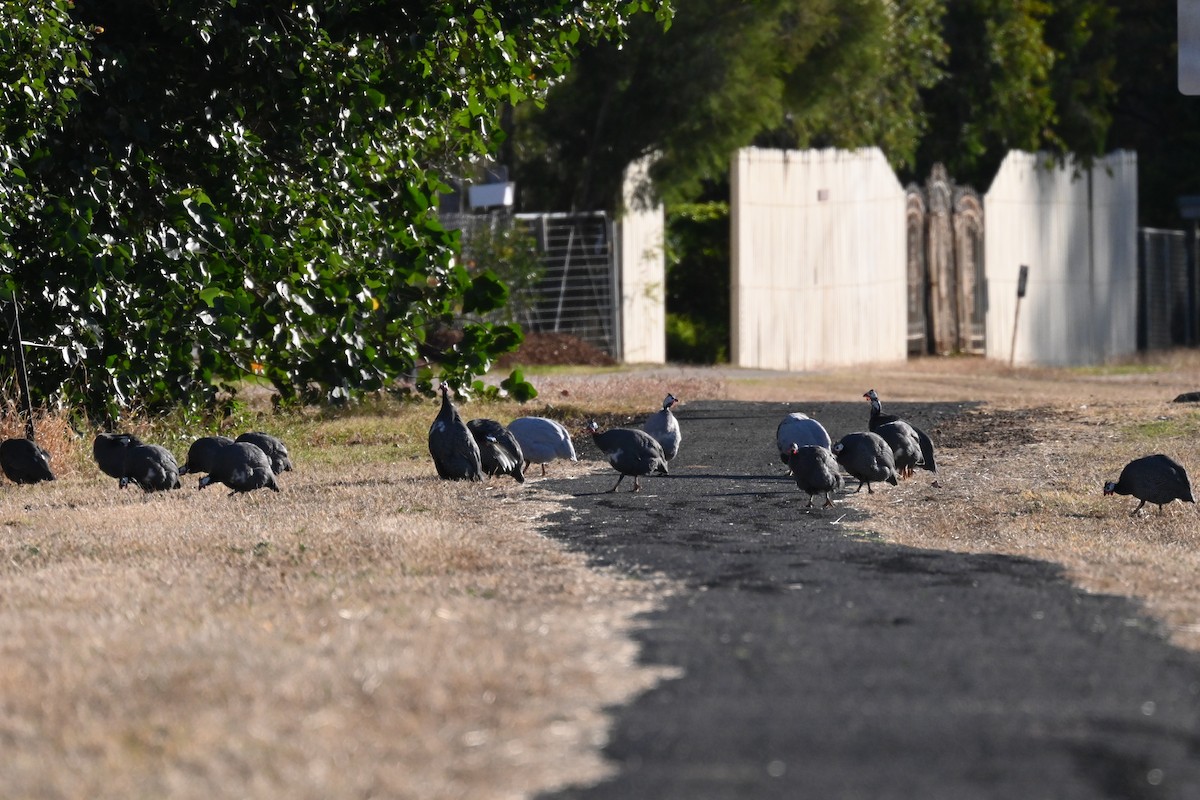 Helmeted Guineafowl (Domestic type) - ML638269664