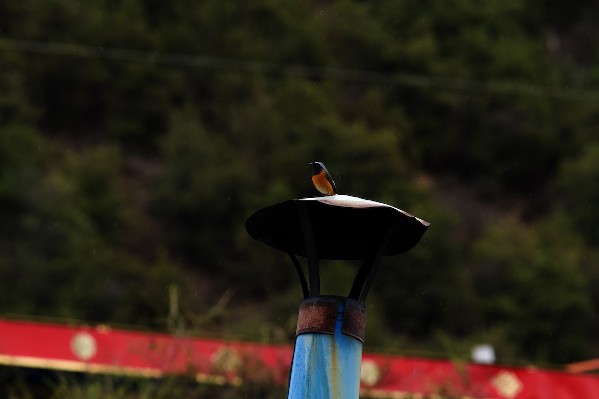Hodgson's Redstart - ML638269665