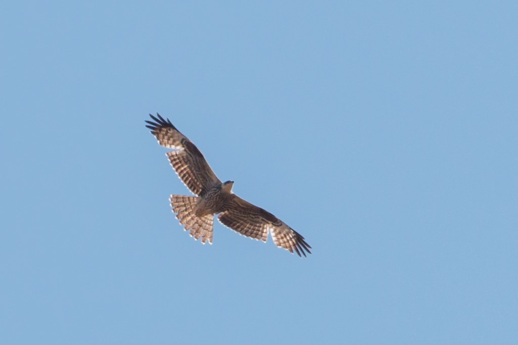 European Honey-buzzard - ML638269670