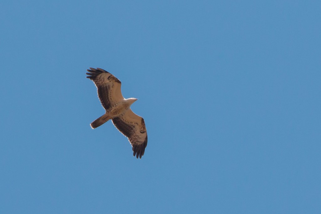 European Honey-buzzard - ML638269671