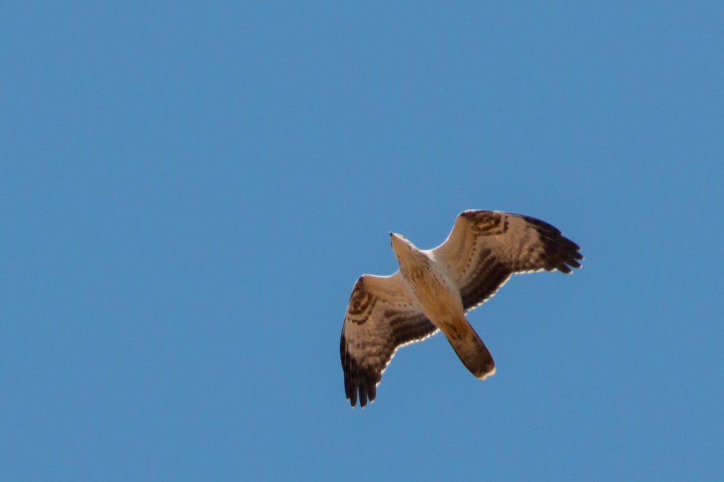 European Honey-buzzard - ML638269672