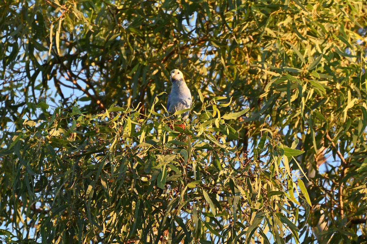 Pale-headed Rosella - ML638269673
