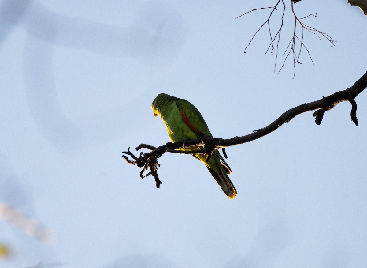 Red-winged Parrot - ML638269676