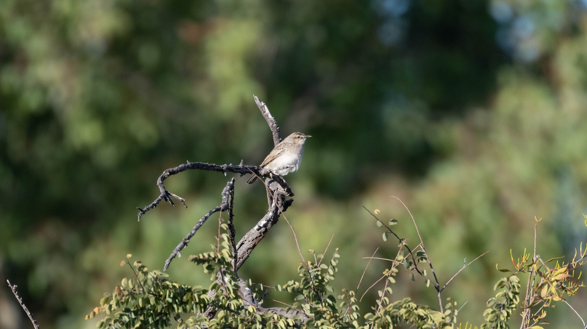 Rufous Songlark - ML638269682