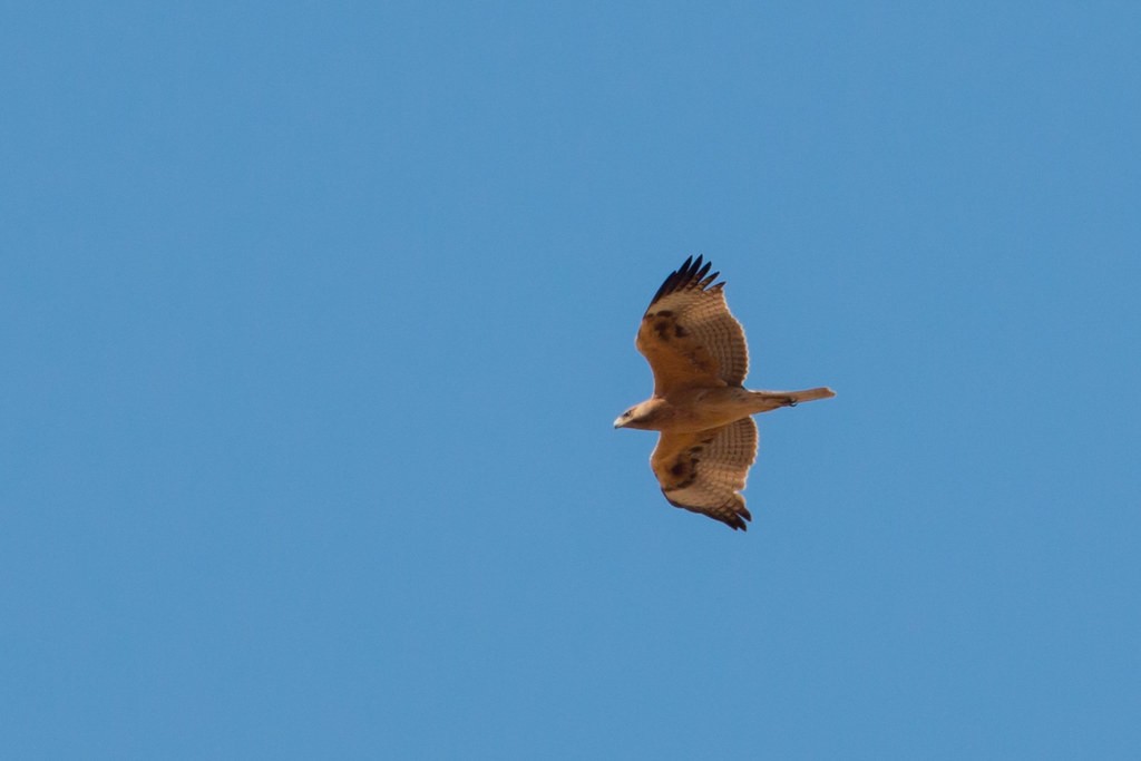 Bonelli's Eagle - ML638269683