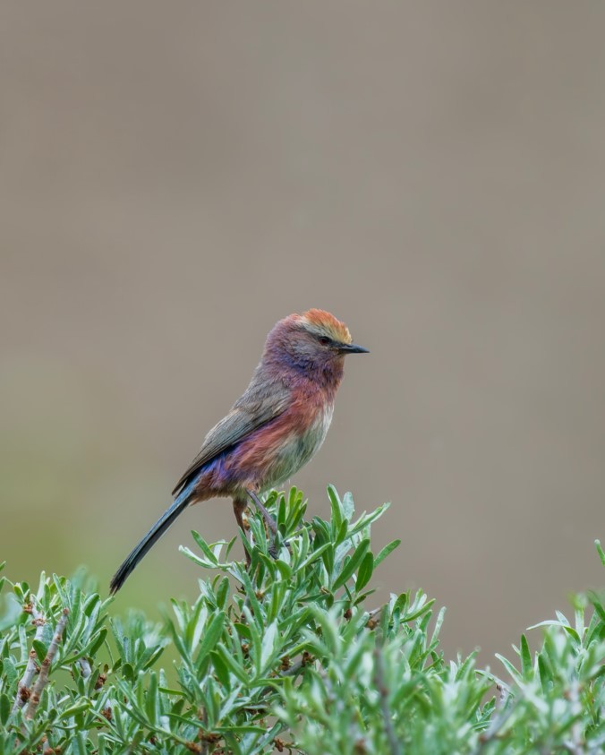 White-browed Tit-Warbler - ML638269689