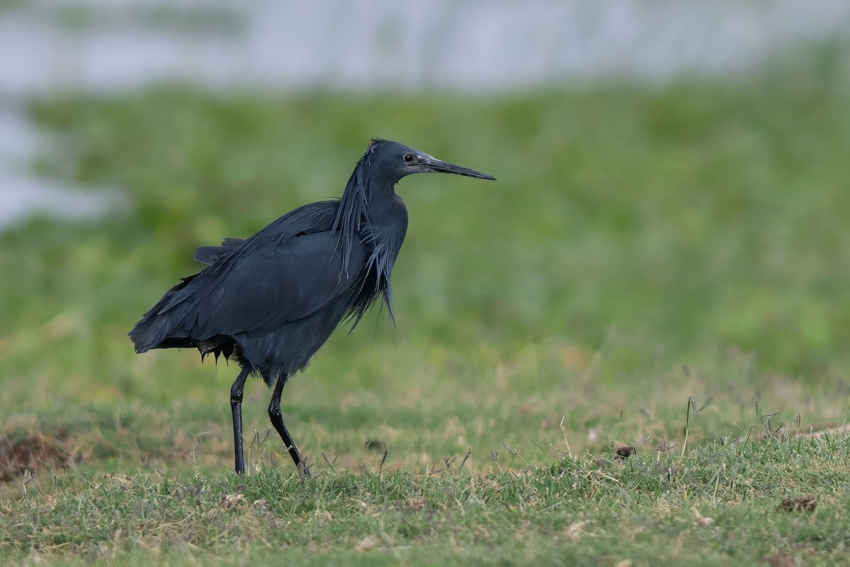 Black Heron - ML638269692