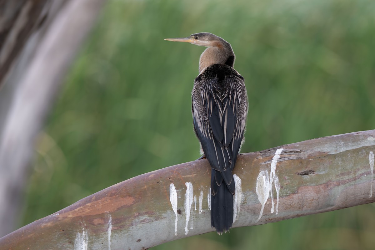 African Darter - ML638269696