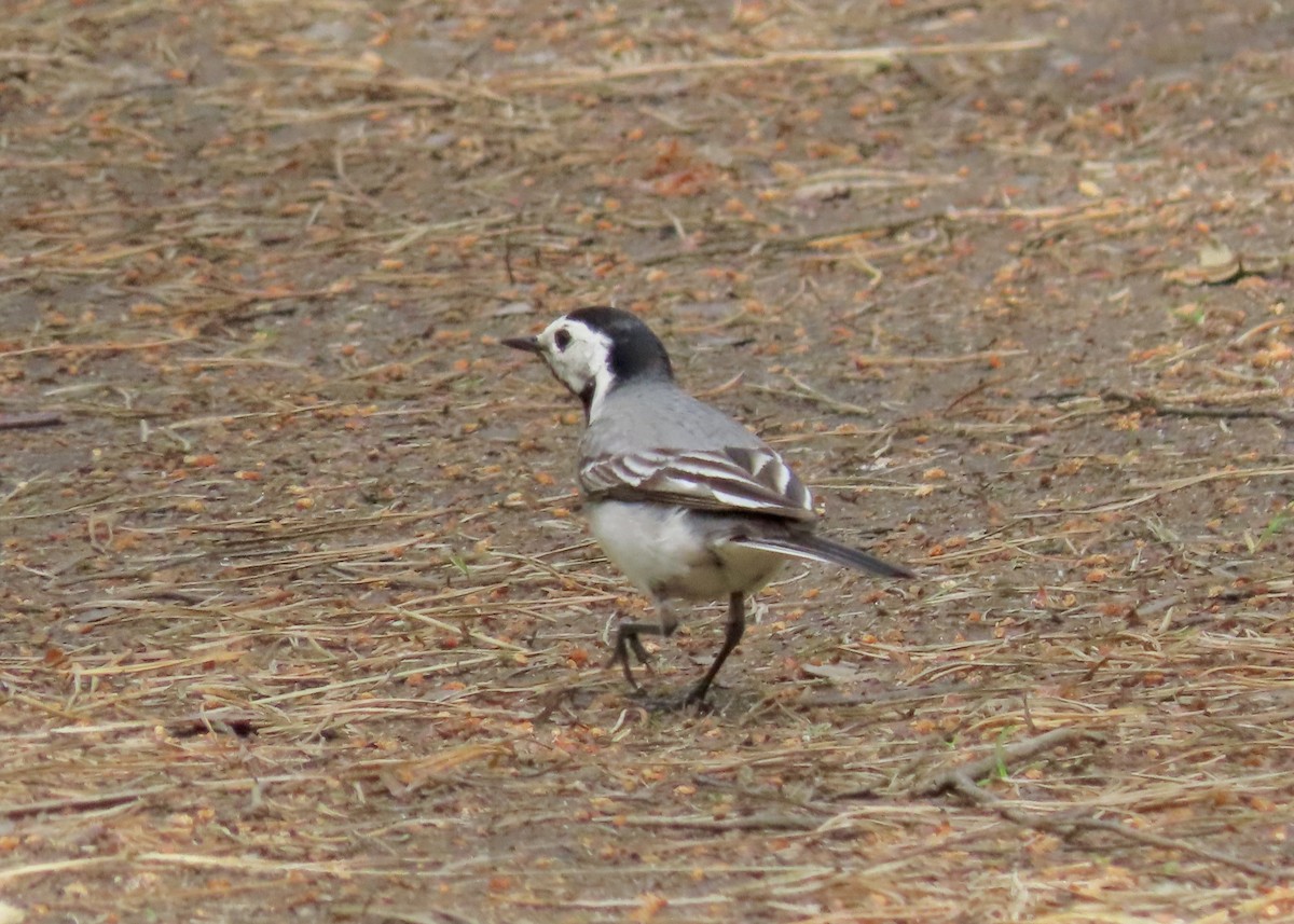 White Wagtail - ML638269697