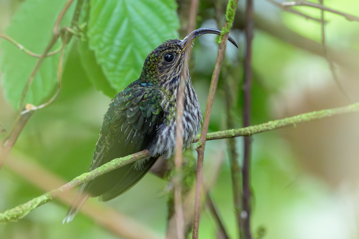 White-tipped Sicklebill - ML638269698