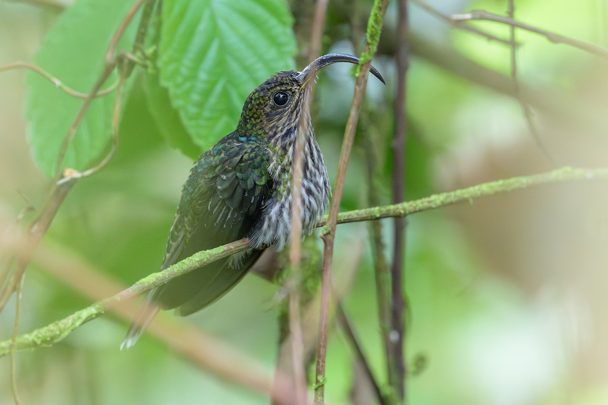 White-tipped Sicklebill - ML638269700
