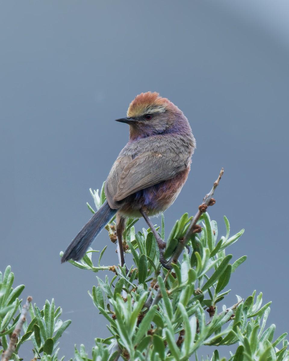 White-browed Tit-Warbler - ML638269716