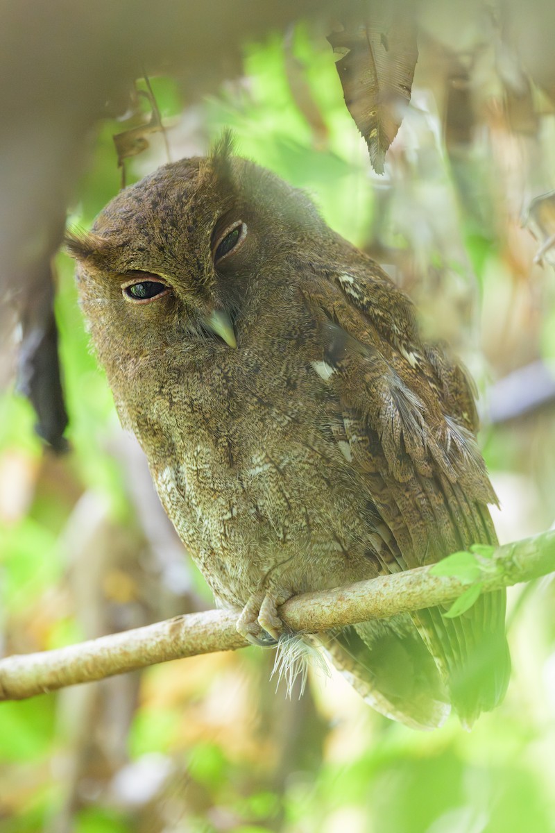 Choco Screech-Owl - ML638269719