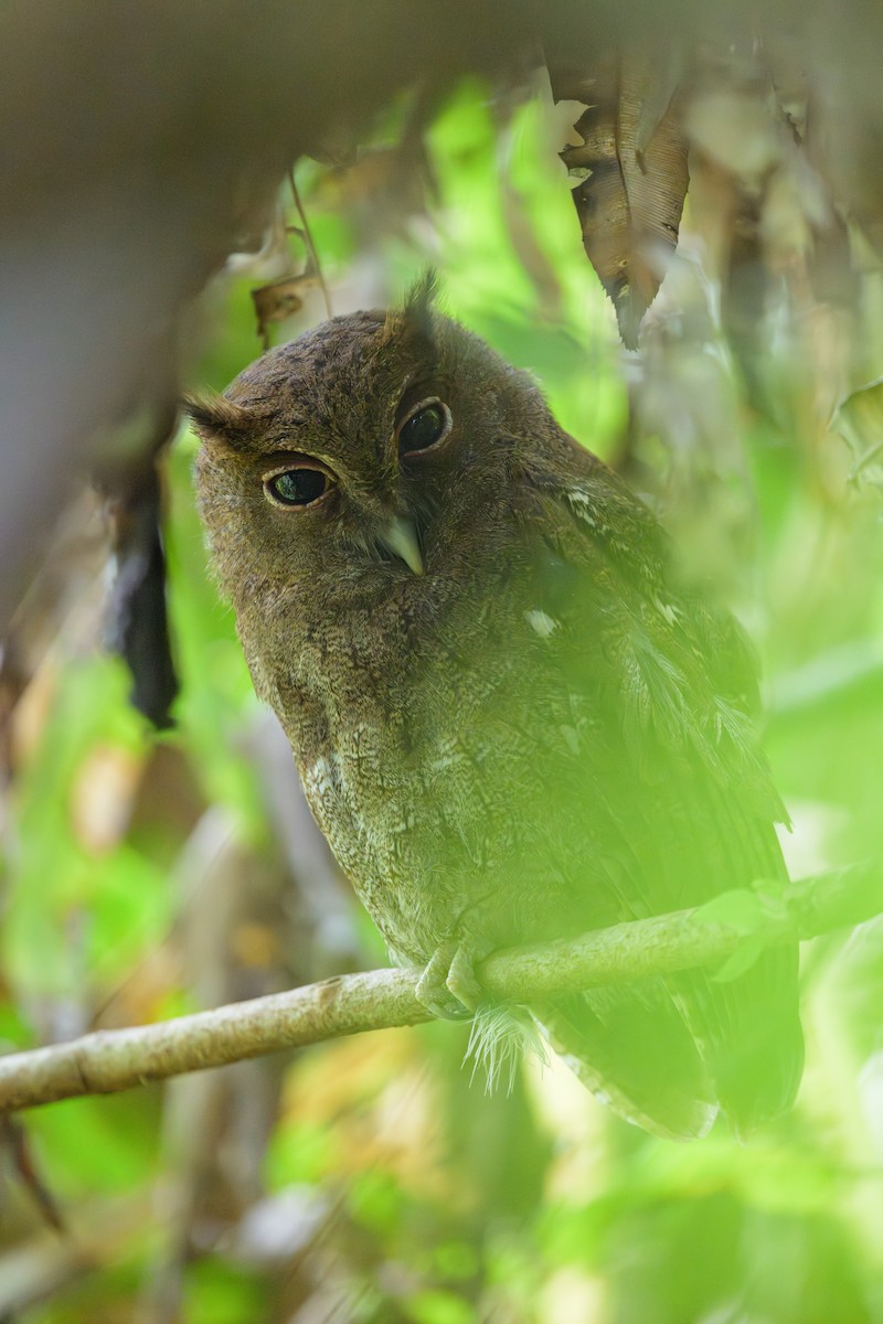 Choco Screech-Owl - ML638269720