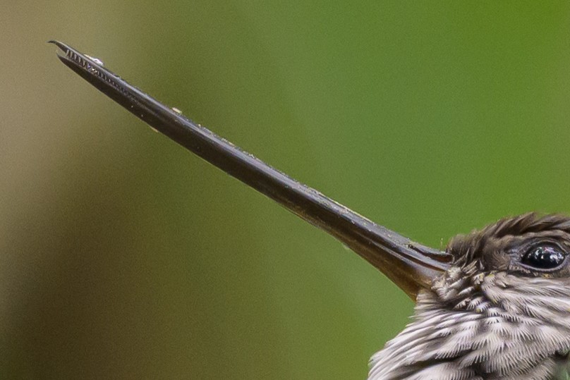 Tooth-billed Hummingbird - ML638269721