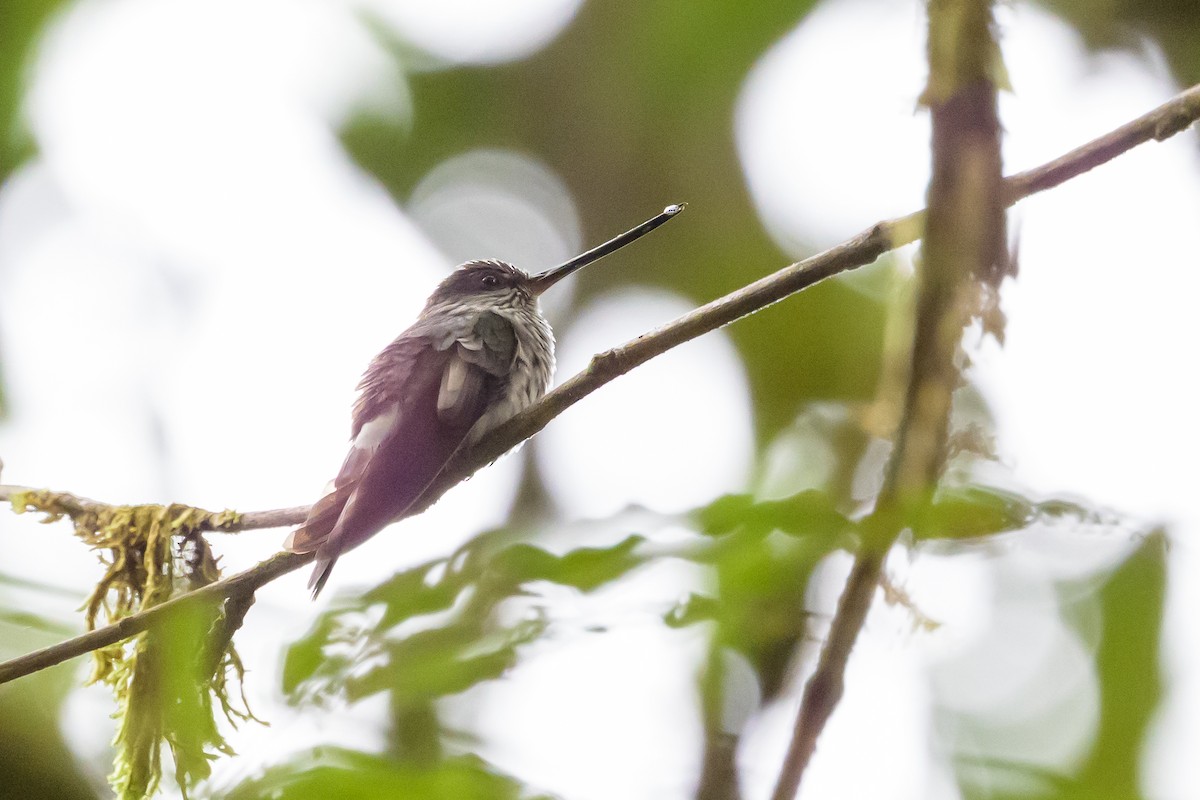 Tooth-billed Hummingbird - ML638269722