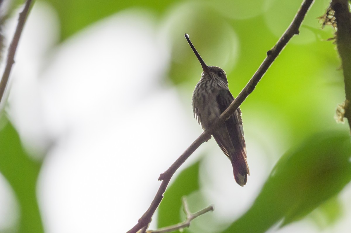 Tooth-billed Hummingbird - ML638269723