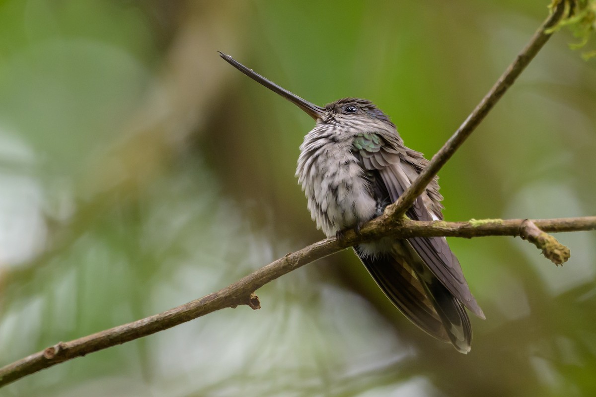 Tooth-billed Hummingbird - ML638269724