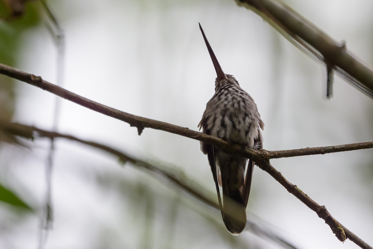 Tooth-billed Hummingbird - ML638269725