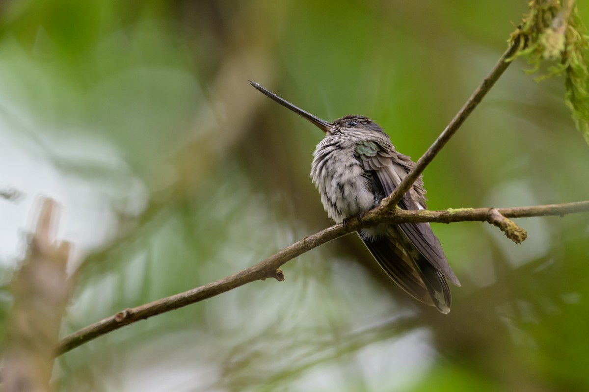 Tooth-billed Hummingbird - ML638269726
