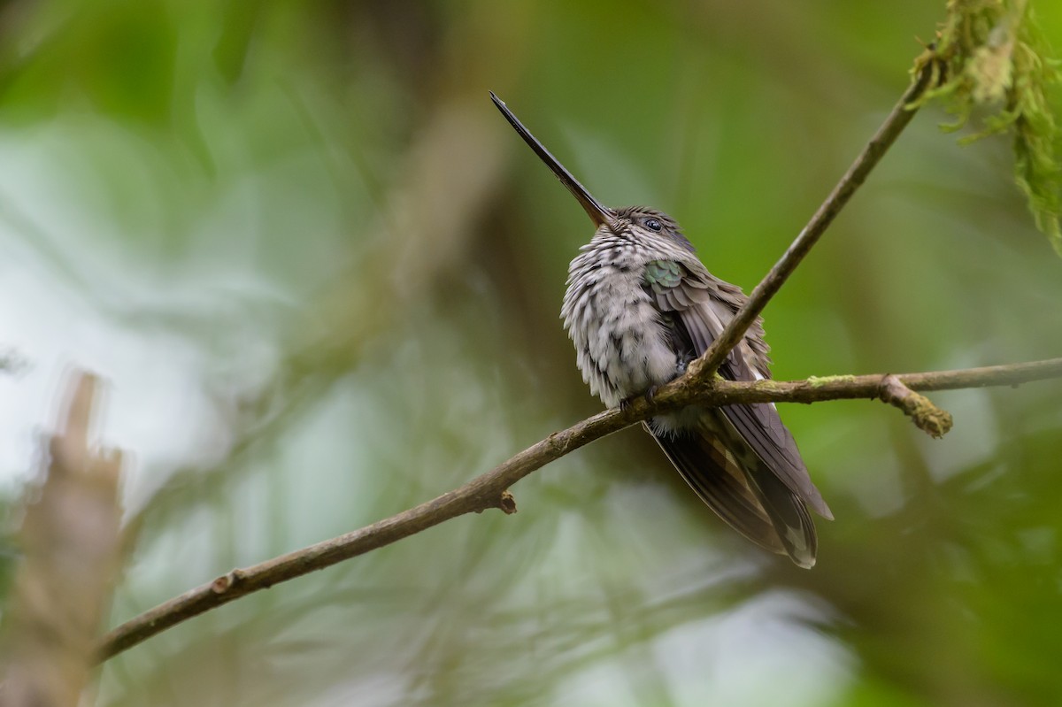 Tooth-billed Hummingbird - ML638269727