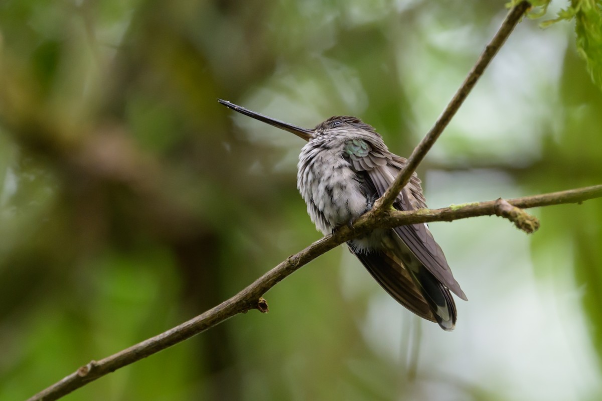 Tooth-billed Hummingbird - ML638269731