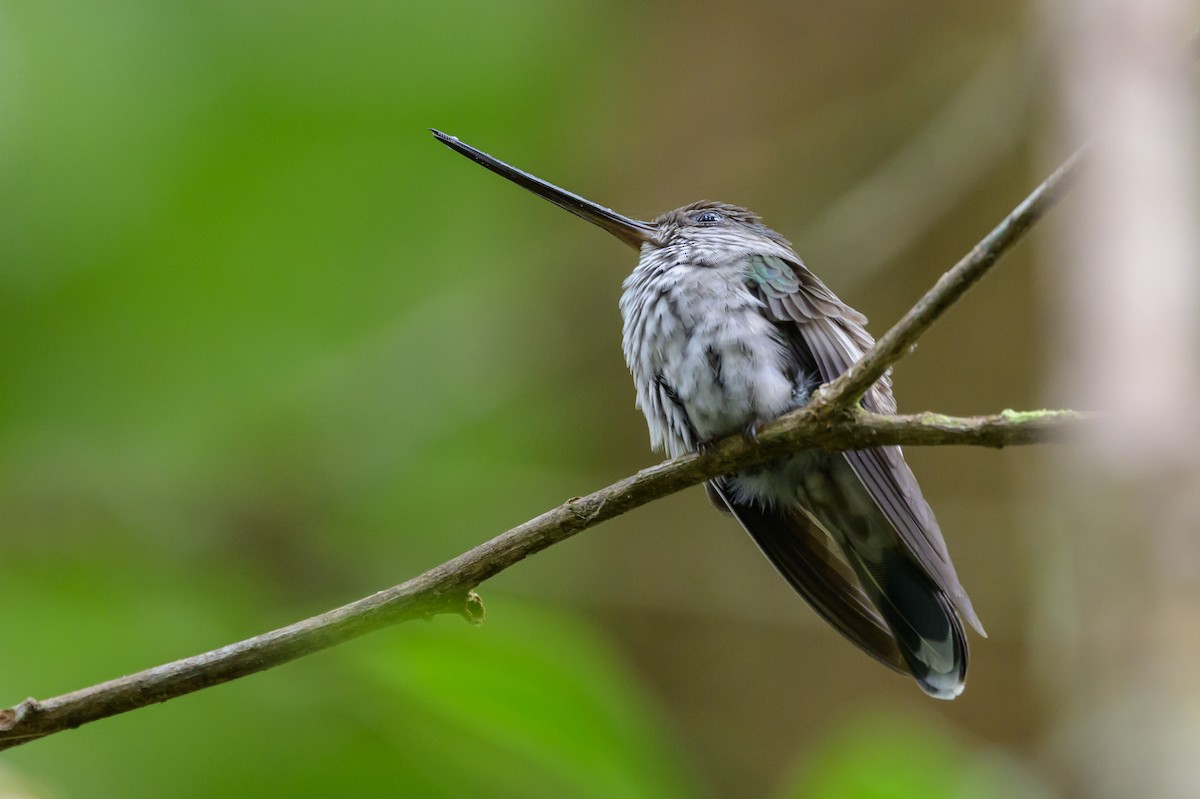 Tooth-billed Hummingbird - ML638269732