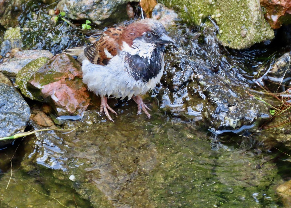 House Sparrow - ML638269738